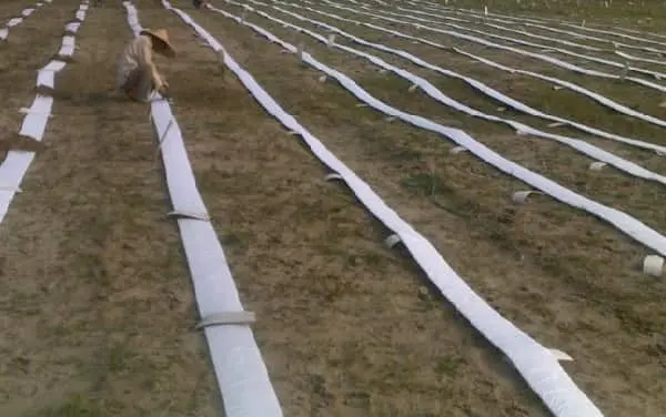 Biện Pháp Thi Công Bấc Thấm - Giải Pháp Vàng Cho Nền Móng Vững Chắc