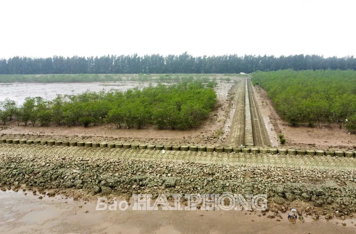 Địa Kỹ Thuật Đê Chắn Sóng - Giải Pháp Bảo Vệ Bờ Biển Bền Vững