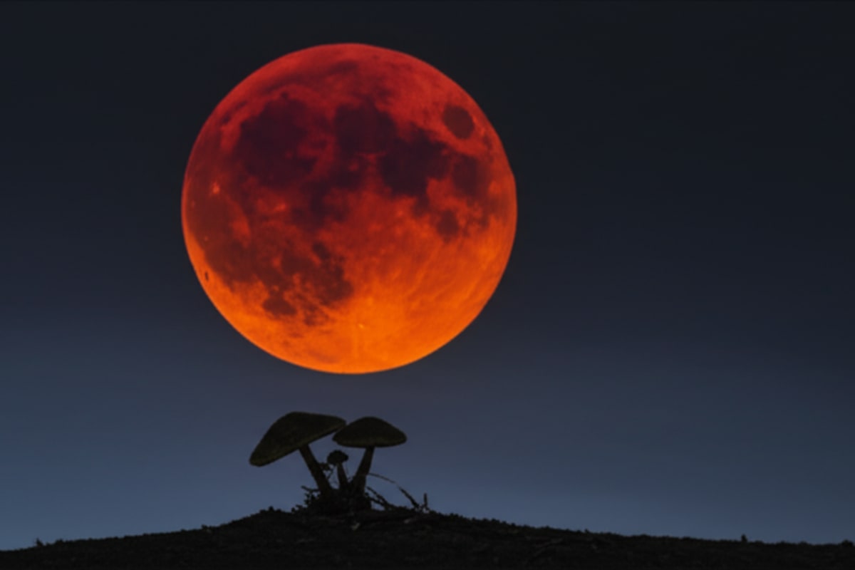 Blood Moon & Mushroom Murders: Australia's Day of Contrasts