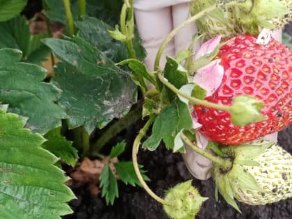 Можно ли избавиться от слизней на участке народными способами