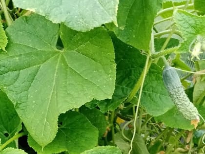 Чем подкормить огурцы в открытом грунте, чтобы хорошо росли и плодоносили