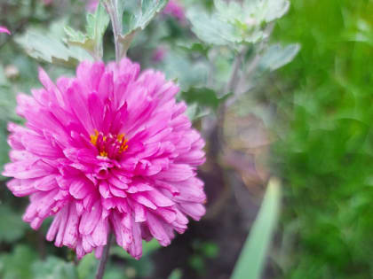 Как сохранить хризантемы зимой