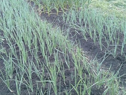 Что делать, если лук пошел в стрелку