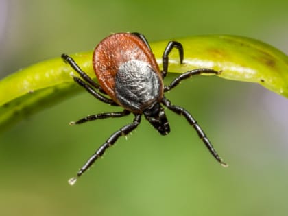 В Мордовии 40 человек покусали клещи с опасным заболеванием