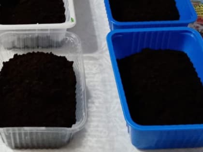 Чем подкормить эустому