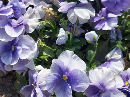 Какие цветы можно сажать под зиму