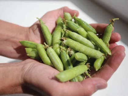 Когда сажать горох в 2024 году: благоприятные дни