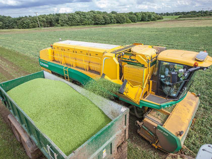 Аграрии Мордовии порадовали рекордным урожаем зеленого горошка