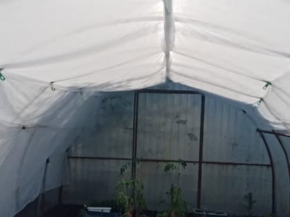 Это нельзя пропустить: чем и как обработать теплицу осенью