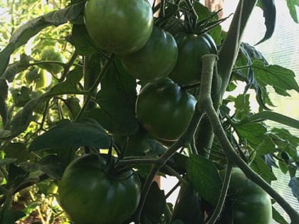 Зачем кольцевать помидоры медной проволокой