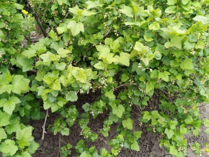 Чем подкормить черную смородину в июне, чтобы получить крупные ягоды