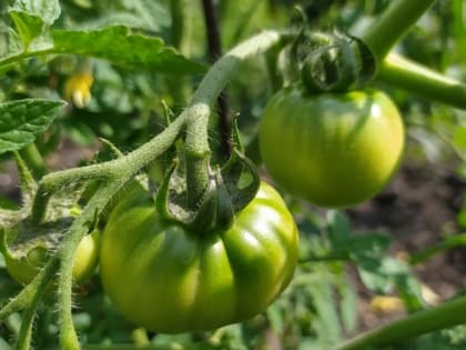 Разбираемся в терминах на пакетиках с семенами помидор 