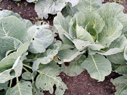 Чем подкормить рассаду капусты после высадки в открытый грунт, чтобы она завязала крупные кочаны