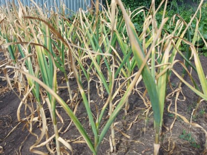 Можно ли сажать чеснок после чеснока