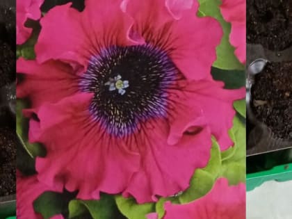 Когда выносить рассаду петунии в теплицу