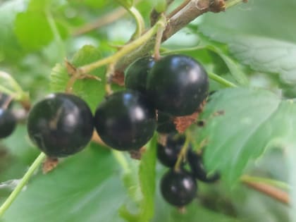 Советы по посадке черной смородины осенью