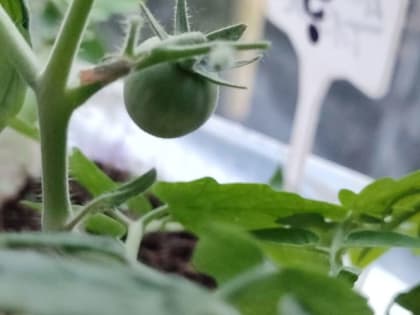 Чем подкормить рассаду, чтобы была толстенькой