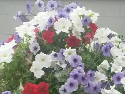 Петуния не всходит, когда надо пересевать