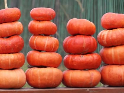 Идеальная схема подкормок тыквы для ускоренного плодоношения