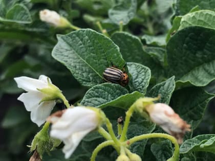 Как избавиться от колорадского жука без химии