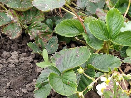 Чем подкормить клубнику в июне, чтобы ягод было много