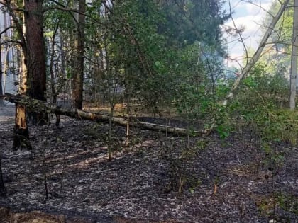 Площадь лесных пожаров в Мордовии сократилась в несколько сотен раз