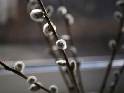 Вербное воскресенье: какого числа отмечается праздник в 2023 году