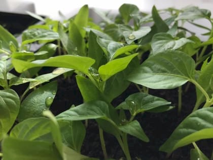 Когда высаживать рассаду в открытый грунт и теплицу