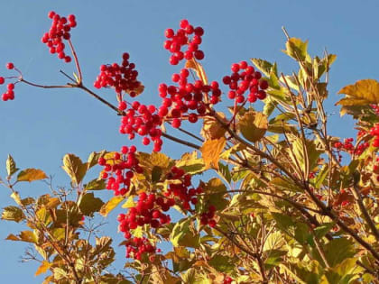 Какие лечебные растения заготавливать осенью