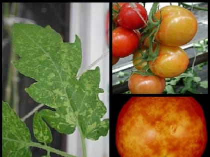 В Октябрьском районе г.о. Саранск выявлены очаги карантинного объекта – вируса мозаики пепино