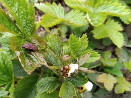 Как избавиться от земляничного клеща: простой способ без всякой химии