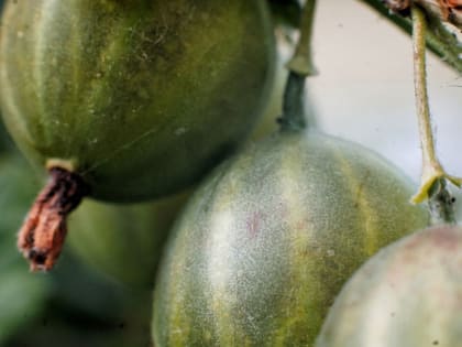 Как избавиться от тли: проверенные средства борьбы с вредителем