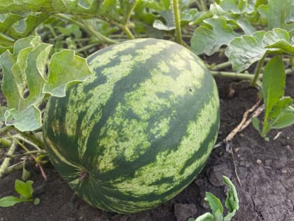 Что посеять в июле, чтобы успеть собрать урожай