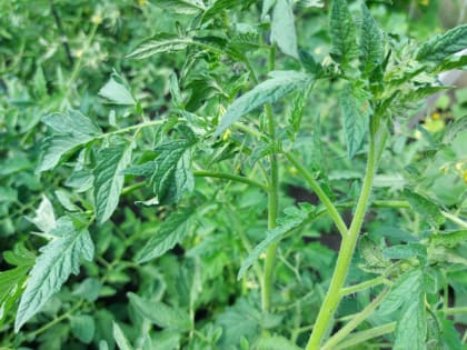 Что делать, если помидоры начали жировать