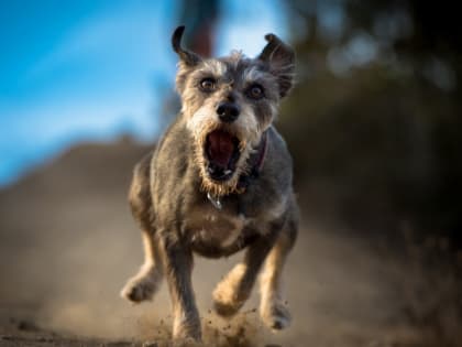 В Мордовии за полугодие животные покусали 754  человека
