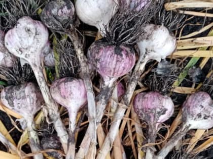 Где не стоит сажать чеснок