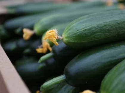 Этот метод поможет сохранить огурцы свежими до 250 дней 