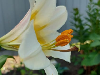 Чем подкормить лилии во время бутонизации и цветения