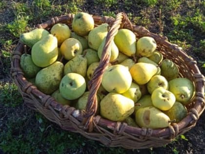 Секреты посадки груши: результат вас восхитит