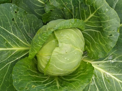 С этими хитростями вы легко сохраните капусту до весны