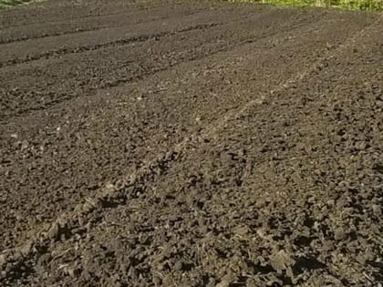 Самое популярное «зеленое удобрение» для грядок