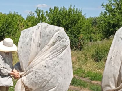 Как сохранить урожай от прожорливых птиц