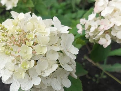 Осенняя обрезка многолетников: советы и рекомендации