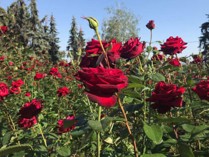 Подкормите розы этим удобрением и зима им будет не страшна