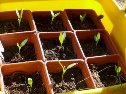 Как уберечь рассаду от чёрной ножки