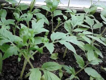 Когда сажать помидоры в 2023 году по Лунному календарю  