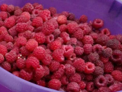 Будете собирать урожай ведрами: чем подкормить малину весной