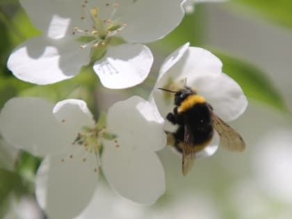 Эти деревья лучше не сажать рядом с яблонями и грушами 