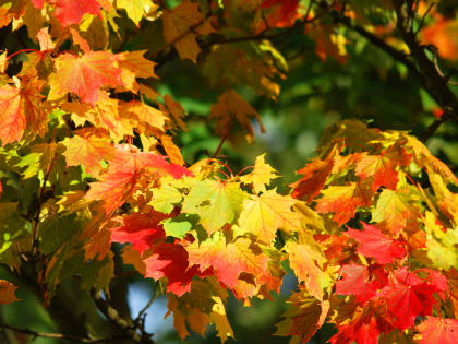 В Саранске на 17 октября объявлено оперативное предупреждение