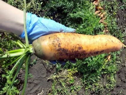 Мышиных хвостов не будет! Сделайте это прямо сейчас, чтобы морковь выросла крупная